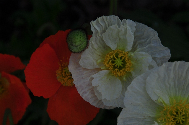 spring flowers in the Alpine Garden